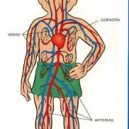 27.Bloque 3. Sistema circulatorio.