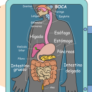 34. Bloque 3. El sistema digestivo.
