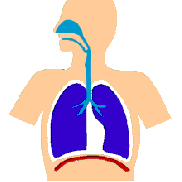 31. Bloque 3. Sistema respiratorio.