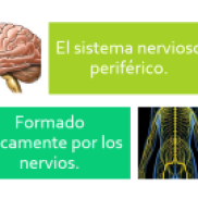 25. Bloque 3. El sistema nervioso periférico.